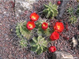 Echinocereus triglochidiatus   